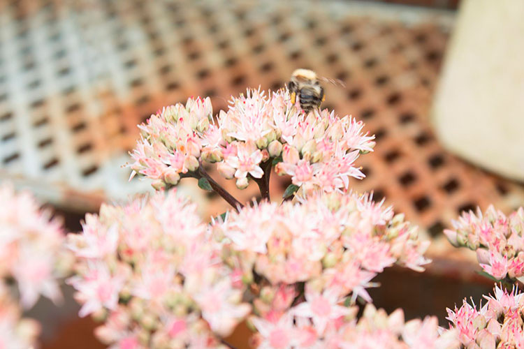 cómo atraer polinizadores a tu jardín