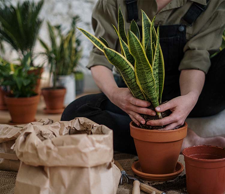 repiquer les plantes dans un pot adapté