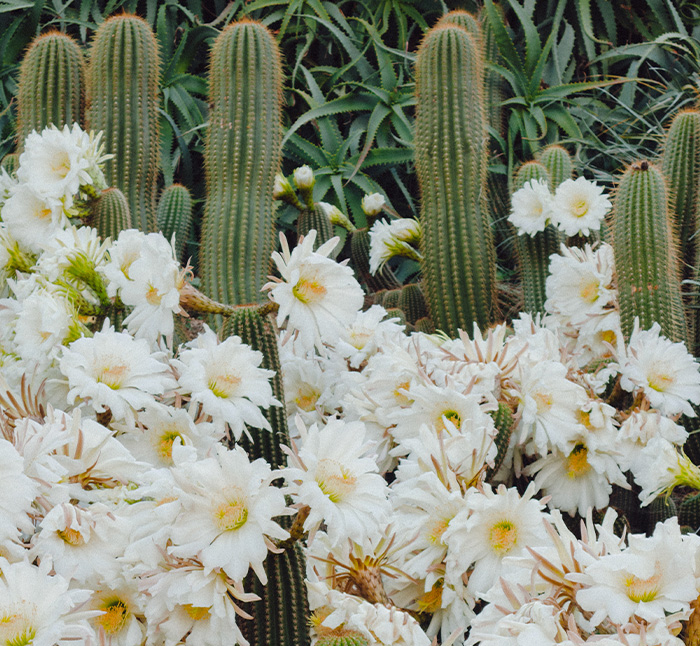 cactus y flores